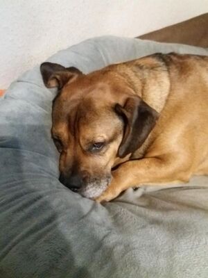 Jack, Bulldoggen-Mischling - Rüde