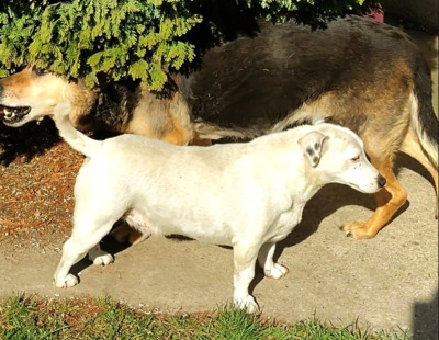 Jack, Jack Russel Terrier mix - Hündin