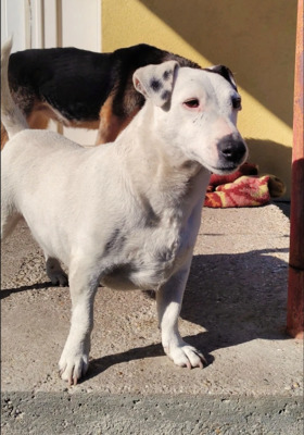 Jack, Jack Russel Terrier mix - Hündin