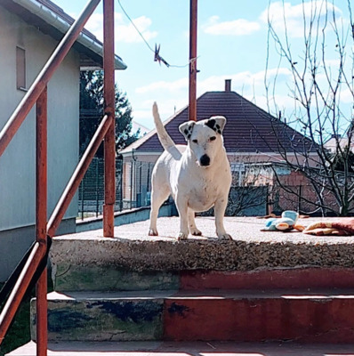 Jack, Jack Russel Terrier mix - Hündin