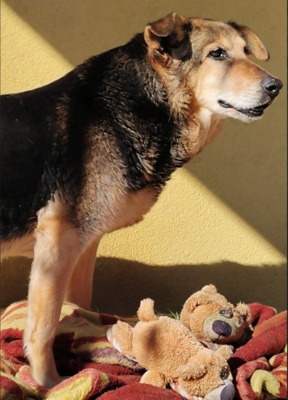 Jack, Jack Russel Terrier mix - Hündin