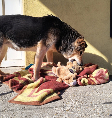 Jack, Jack Russel Terrier mix - Hündin