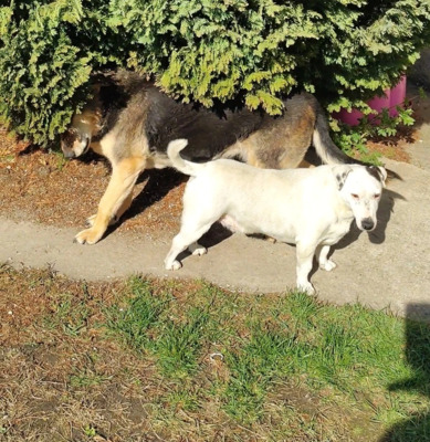 Jack, Jack Russel Terrier mix - Hündin