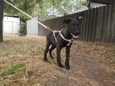 Jack - Lebhafter Welpenbub ca. 4 Monate/6kg/35cm, Mischling Welpen - Rüde