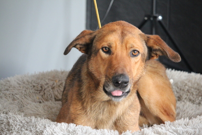 Jack, Mischling - Rüde