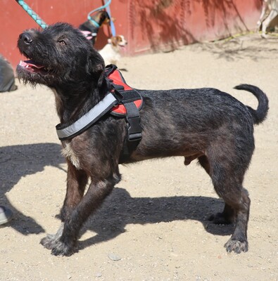 Jack, Mix - Rüde