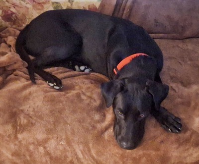 Jack - Rohdiamant sucht Feinschliff, Labrador-Mix - Rüde