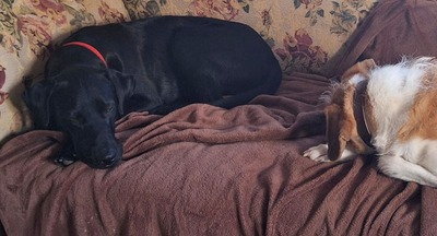 Jack - Rohdiamant sucht Feinschliff, Labrador-Mix - Rüde