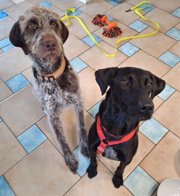 Jack - Rohdiamant sucht Feinschliff, Labrador-Mix - Rüde