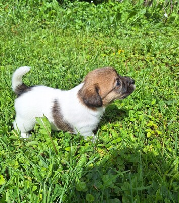 Jack-Russel-Terrier - Rüde
