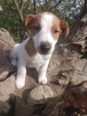 Jack Russel Welpen - Rüde