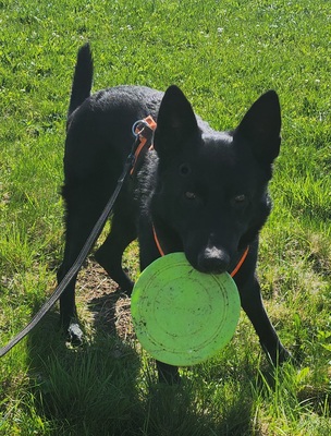 Jack, Schwarzer Schäferhund - Rüde