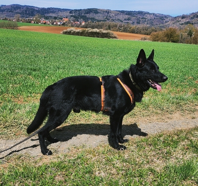 Jack, Schwarzer Schäferhund - Rüde