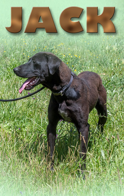 Jack - ein aktiver Junge, Labrador-Mix - Rüde