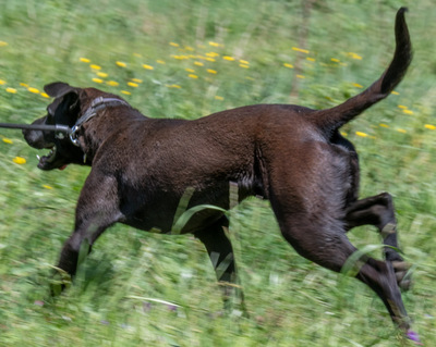 Jack - ein aktiver Junge, Labrador-Mix - Rüde