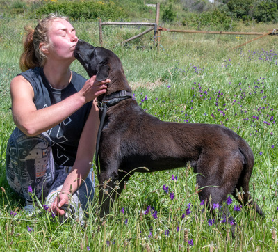 Jack - ein aktiver Junge, Labrador-Mix - Rüde