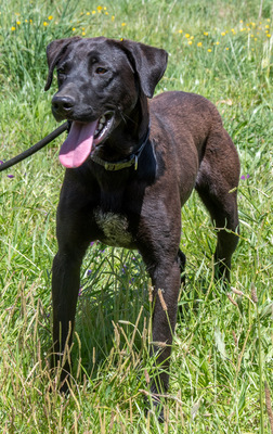 Jack - ein aktiver Junge, Labrador-Mix - Rüde