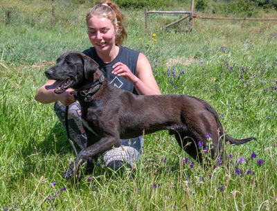 Jack - ein aktiver Junge, Labrador-Mix - Rüde
