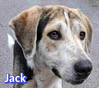 Jack, griech. Hirtenhund - Rüde