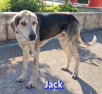 Jack, griech. Hirtenhund - Rüde