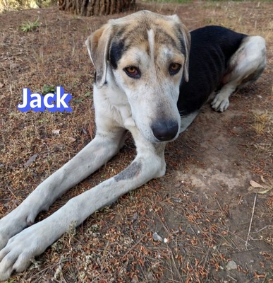 Jack, griech. Hirtenhund - Rüde