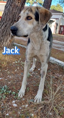 Jack, griech. Hirtenhund - Rüde