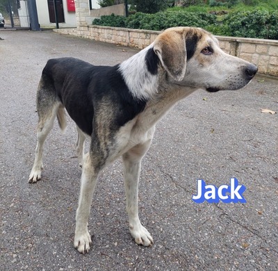 Jack, griech. Hirtenhund - Rüde
