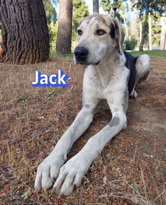 Jack, griech. Hirtenhund - Rüde