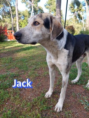 Jack, griech. Hirtenhund - Rüde