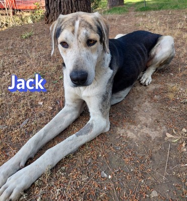 Jack, griech. Hirtenhund - Rüde