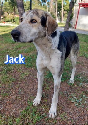 Jack, griech. Hirtenhund - Rüde