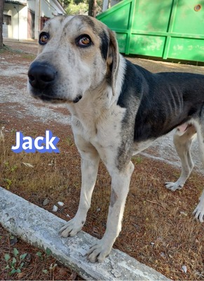 Jack, griech. Hirtenhund - Rüde