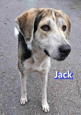 Jack, griech. Hirtenhund - Rüde