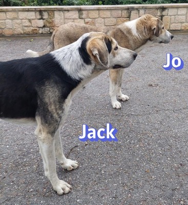 Jack, griech. Hirtenhund - Rüde