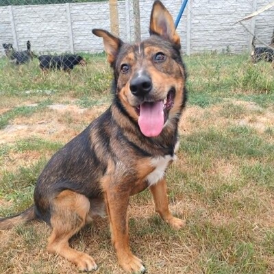 😊 Jack ist ein liebevoller, großherziger Hund mit einem freundlichen und sanften Wesen 🐶