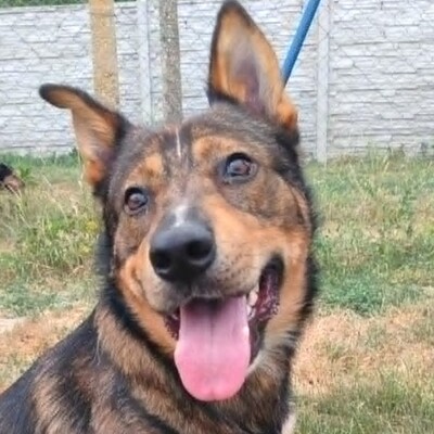 😊 Jack ist ein liebevoller, großherziger Hund mit einem freundlichen und sanften Wesen 🐶, Mischlingsrüde - Rüde
