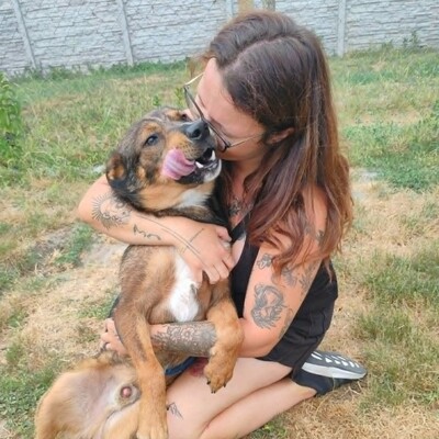 😊 Jack ist ein liebevoller, großherziger Hund mit einem freundlichen und sanften Wesen 🐶, Mischlingsrüde - Rüde