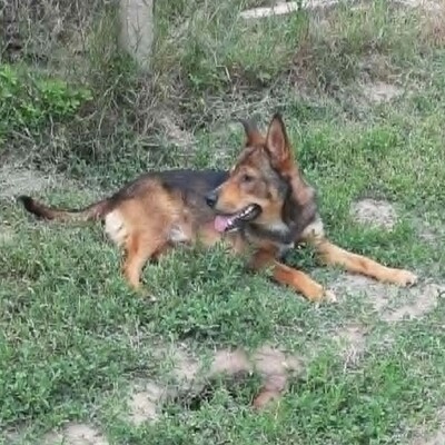 😊 Jack ist ein liebevoller, großherziger Hund mit einem freundlichen und sanften Wesen 🐶, Mischlingsrüde - Rüde