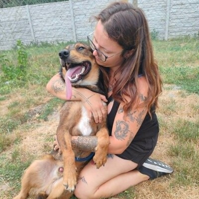 😊 Jack ist ein liebevoller, großherziger Hund mit einem freundlichen und sanften Wesen 🐶, Mischlingsrüde - Rüde