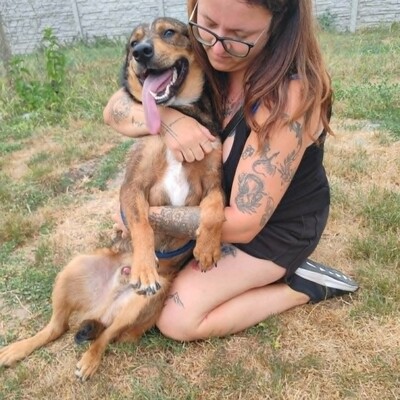 😊 Jack ist ein liebevoller, großherziger Hund mit einem freundlichen und sanften Wesen 🐶, Mischlingsrüde - Rüde