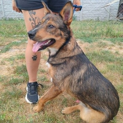 😊 Jack ist ein liebevoller, großherziger Hund mit einem freundlichen und sanften Wesen 🐶, Mischlingsrüde - Rüde