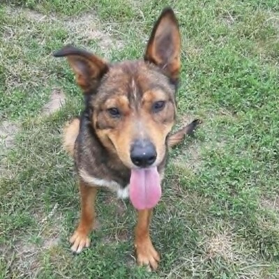 😊 Jack ist ein liebevoller, großherziger Hund mit einem freundlichen und sanften Wesen 🐶, Mischlingsrüde - Rüde