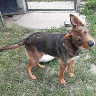 😊 Jack ist ein liebevoller, großherziger Hund mit einem freundlichen und sanften Wesen 🐶, Mischlingsrüde - Rüde