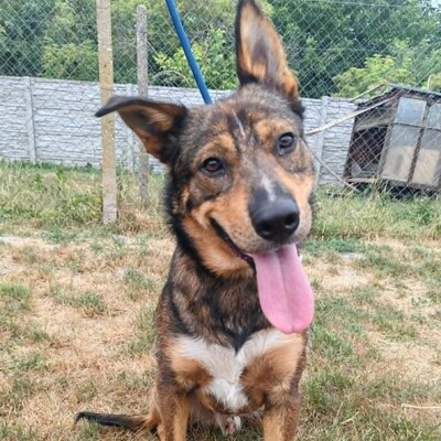 😊 Jack ist ein liebevoller, großherziger Hund mit einem freundlichen und sanften Wesen 🐶, Mischlingsrüde - Rüde