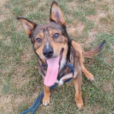 😊 Jack ist ein liebevoller, großherziger Hund mit einem freundlichen und sanften Wesen 🐶, Mischlingsrüde - Rüde