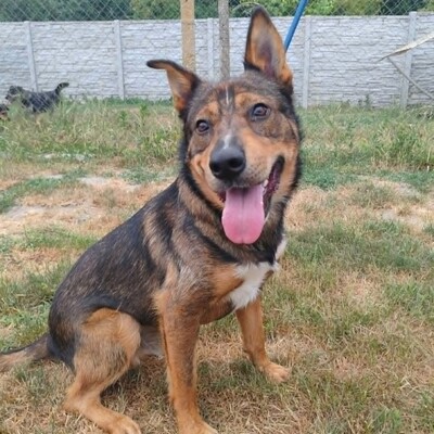 😊 Jack ist ein liebevoller, großherziger Hund mit einem freundlichen und sanften Wesen 🐶, Mischlingsrüde - Rüde