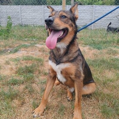 😊 Jack ist ein liebevoller, großherziger Hund mit einem freundlichen und sanften Wesen 🐶, Mischlingsrüde - Rüde