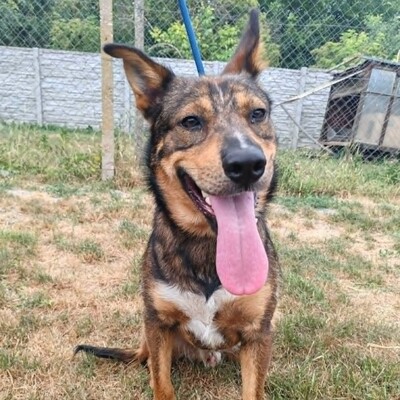 😊 Jack ist ein liebevoller, großherziger Hund mit einem freundlichen und sanften Wesen 🐶, Mischlingsrüde - Rüde
