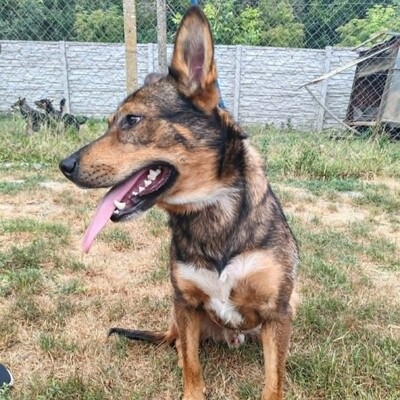 😊 Jack ist ein liebevoller, großherziger Hund mit einem freundlichen und sanften Wesen 🐶, Mischlingsrüde - Rüde