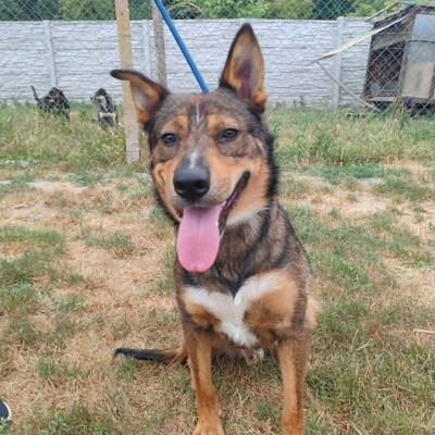 😊 Jack ist ein liebevoller, großherziger Hund mit einem freundlichen und sanften Wesen 🐶, Mischlingsrüde - Rüde